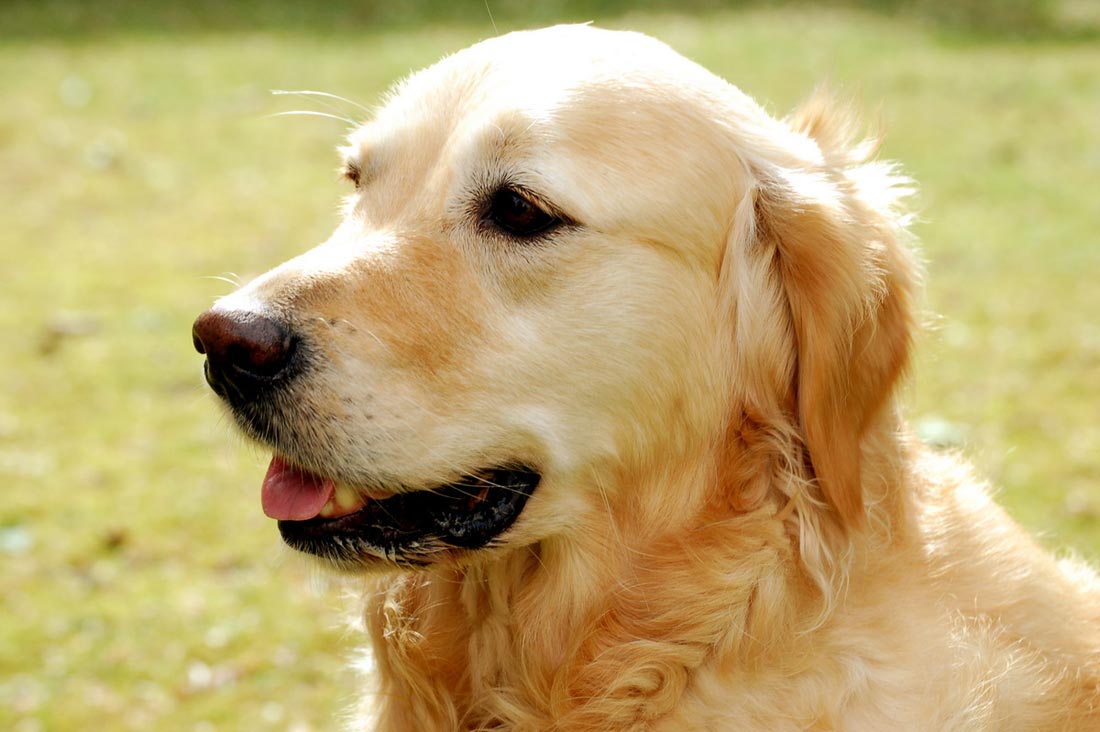 Golden Retriever: Uma Raça de Cachorro Inteligente - Caes GolDen Retriever 1
