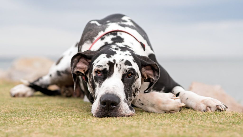 Dogue Alemão: Uma das Raças de Cachorro Gigante