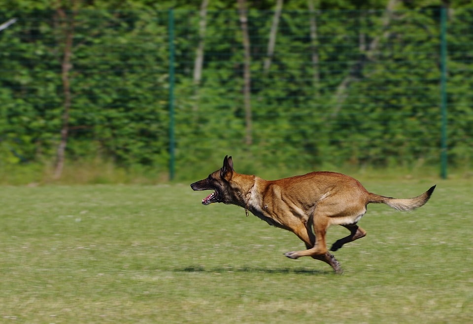 pastor belga correndo