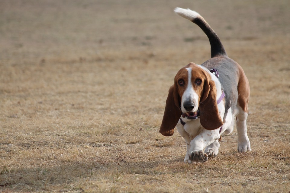 basset-hound correndo