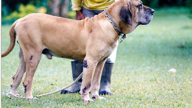 Curiosidades sobre a raça Fila Brasileiro: um cão leal e protetor
