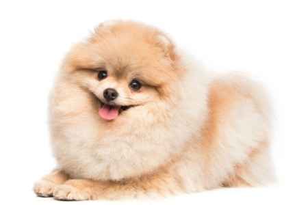 Lulu da Pomerânia - Um cãozinho encantador, para alegrar a vida!