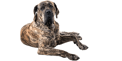 4 características do cachorro da raça fila brasileiro