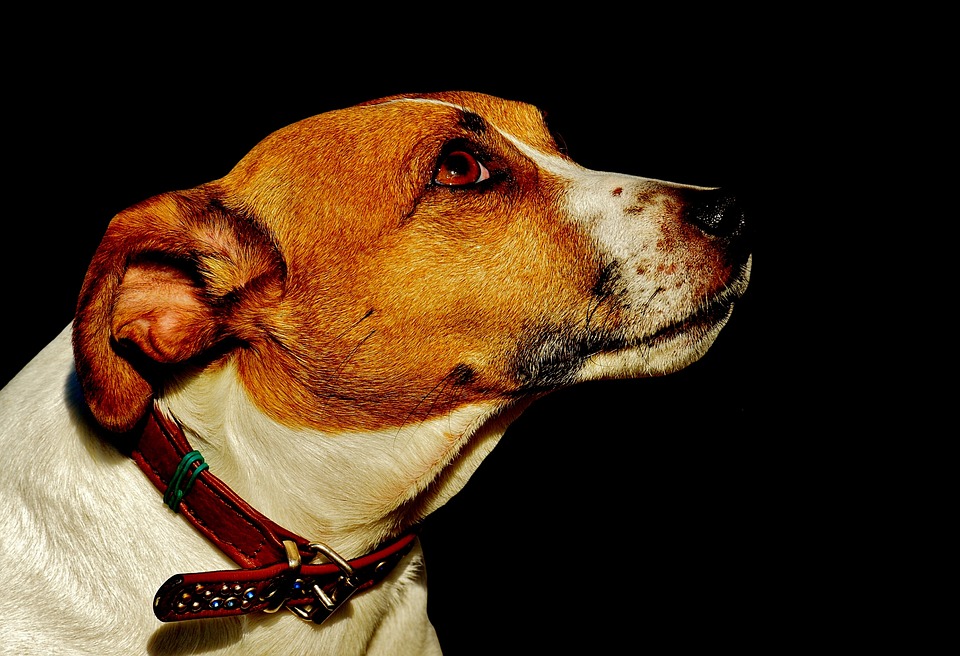 perguntas sobre o Jack Russell Terrier
