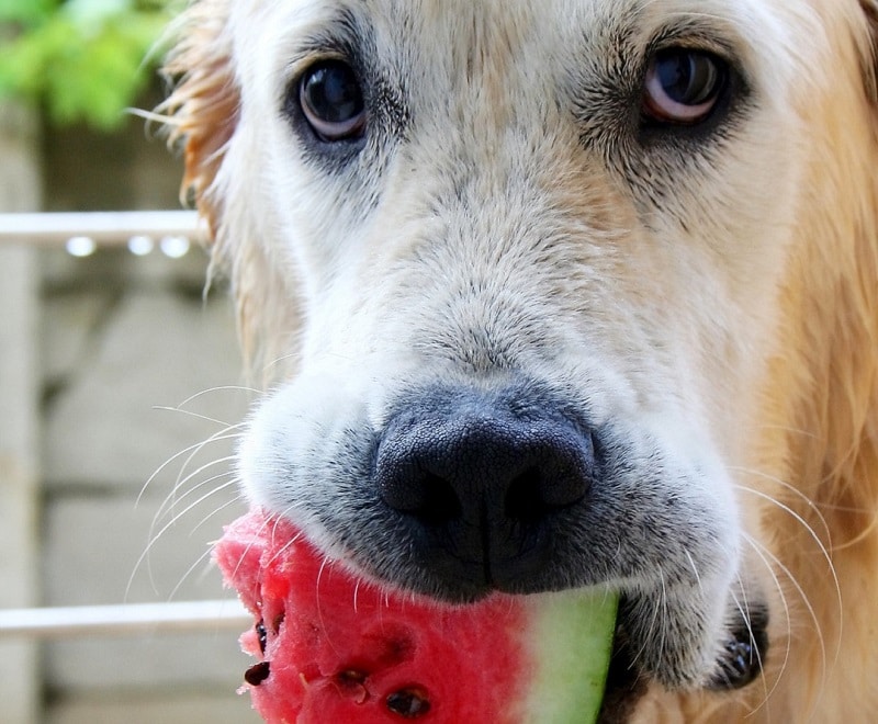 Frutas para cachorro comer