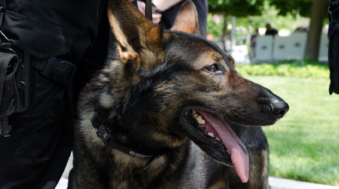Cães De Guarda Principais Raças E Características Para Zelar E Proteger