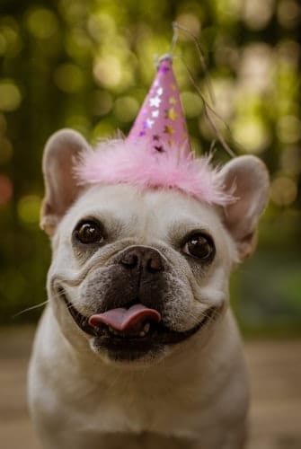 Na foto um cachorro da raça Bulldog  Francês comemorando mais um ano de idade canina usando um chapéu de aniversário