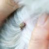 Existem diversos remédios caseiros para carrapato que podem ser usados nos cães com esse parasita