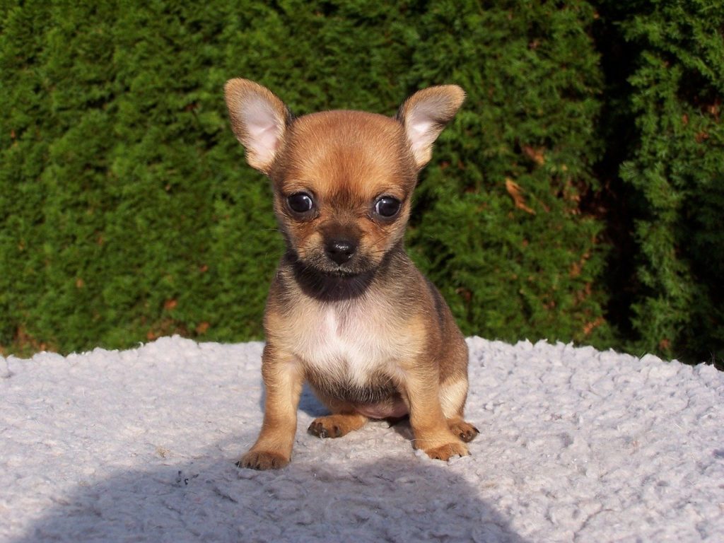 Filhote de Chihuahua