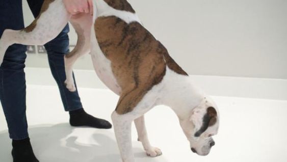 Na foto uma pessoa segurando um cachorro pelas pernas traseiras. 