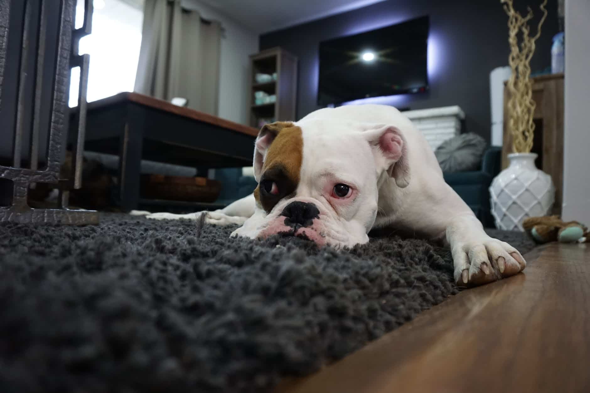 Na foto um cachorro deitado em um tapete. 