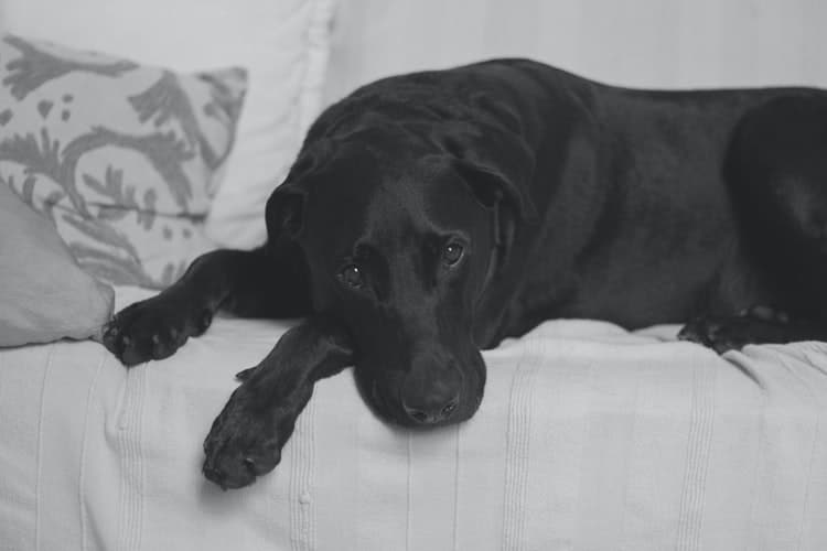 A tosse de cachorro pode deixar o animal mais quieto e na foto tem um cão deitado em um sofá. 